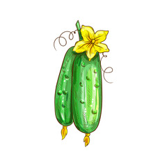 Wall Mural - Two cucumbers with yellow flower isolated green veggies. Vector pickles with blossom, vegetable sketch