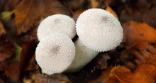 White Puffball Mushroom Between Leaves In Autumn