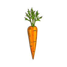 Carrot Root With Leaves Isolated Vegetable Sketch. Vector Vegetarian Food, Whole Veggie