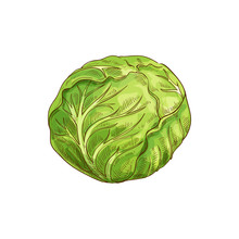 Green Leafy Cabbage Head Isolated Vegetable. Vector Headed Cabbage, Raw Vegetarian Food