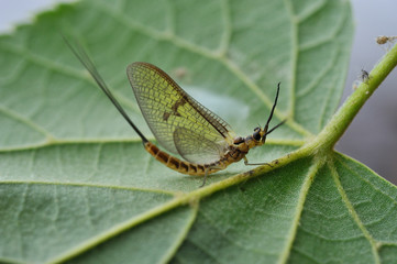 Dun of mayfly