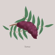Sumac, Rhus Glabra Berries On A Branch With Green Leaves On A Gray Background. Berries For Fragrant Spices In Cooking.