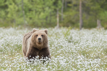 Wall Mural - brown bear (ursus arctos) is walking in the middle of the cotton grass on a finnish bog