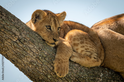 Lion cub lies looking out from tree Tableau sur Toile