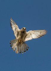 Wall Mural - kestrel hovering