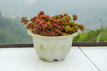 Red And Green Berry Plant In White Flowerpot  