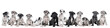 Panorama of a litter of puppies of the Great Dane Dog or German Dog, the largest dog breed in the world, Harlequin fur, white, blue, black with black, white spots, sitting isolated in white background