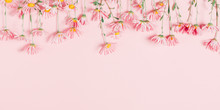 Beautiful Flowers Composition. Pink Flowers Chamomile On Pastel Pink Background. Valentines Day, Happy Women's Day, Mother's Day. Flat Lay, Top View, Copy Space, Banner