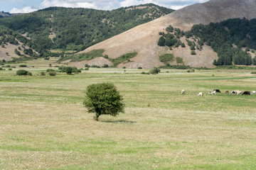 cows grazing in green upland countryside, near Padula, Italy