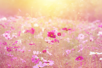 Wall Mural - Landscape of nature background and beautiful pink and red cosmos flower field
