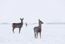 Group Of Delicate Wild Deer In Winter Landscape, On The Field Outside The Forest. Selective Focus