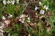 Rzeżucha łakowa, Cardamine pratensis