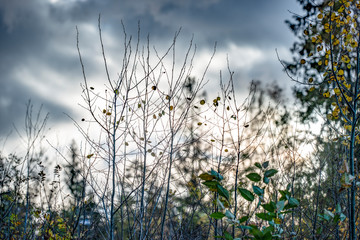 Sticker - wild flowers on background of blue sky, beautiful, sweden, sverige,nacka, stockholm