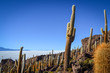 Cactus colony