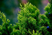 Close Up Green Pine Needles Juniper Tree