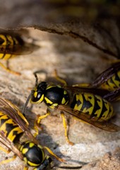 Wall Mural - Wasp macro in nest