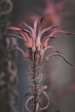 Desert Plant In Pink Blossom With Grey Background 