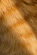 canvas print picture - Close up image of a young ginger, orange tabby cat, kitten fur  