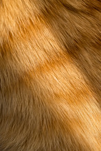 Close Up Image Of A Young Ginger, Orange Tabby Cat, Kitten Fur  