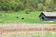 Cows And Old Shed