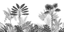 Tropical Vintage Botanical Landscape, Palm Tree, Banana Tree, Plant Floral Black And White Seamless Border White Background. Exotic Jungle Wallpaper.