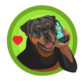 Fototapeta Konie - Rottweiler dog thoroughbred he calls on the phone, he is loved and appreciated as a friend and defender of your home and apartment