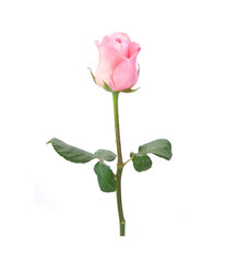 pink rose isolated on white background