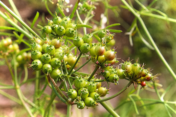 Poster - Closeup of green coriander seeds growing on umbels