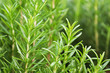 Background of green fresh rosemary herb bunches