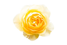 Beautiful Close Up Top View White Yellow Rose Flower Two Tone Color In Isolated Background With Clipping Path