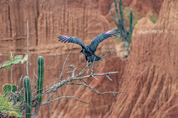 Wall Mural - Buitre Negro en el Desierto de la Tatacoa