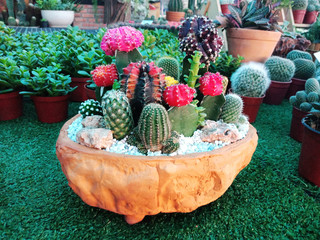 Wall Mural - Cactus in a pots. Beautiful cactus in the garden
