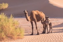 Mother And Baby Camel In Sahara Desert, Beautiful Wildlife Near Oasis. Camels Walking In The Morocco. Brown Female Trampler With White Cub. One-humped Camels. Picturesque Sunny Day With Blue Sky
