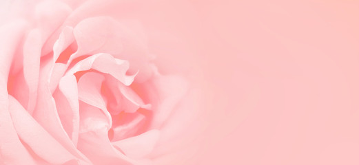 Wall Mural - Softness pink rose background. Background with space for text writing.