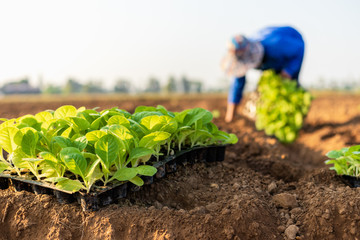 Canvas Print - Thai agriculturist planting the young of green tobacco in the field at northern of Thailand.