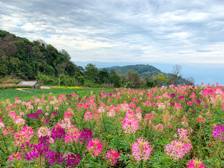 Wall Mural - View of beautiful Cleome flower field. Cleome flower or Spider flower blossoming in the garden.