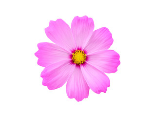 Wall Mural - Pink cosmos flower on white background.