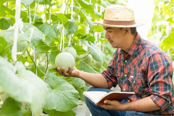 Canvas Print - Asian young farmer or academic working in the farm of young green melon