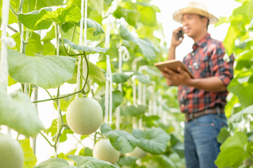 Wall Mural - Blur of asian young farmer working in the farm of young green melon