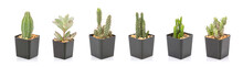 Set Of Mini Cactus In Black Plastic Planting Pot Isolated On White