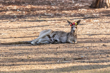 Wall Mural - Eastern Grey Kangaroo, with tags and a joey, reclining