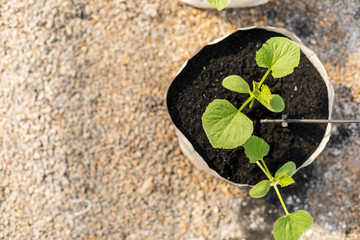 Wall Mural - Row of young green melon tree in white seedling bag