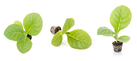 Wall Mural - Young of green tobacco tree with seeding soil isolated on white