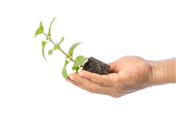 Wall Mural - Close up green fresh peppermint with soil isolated on white