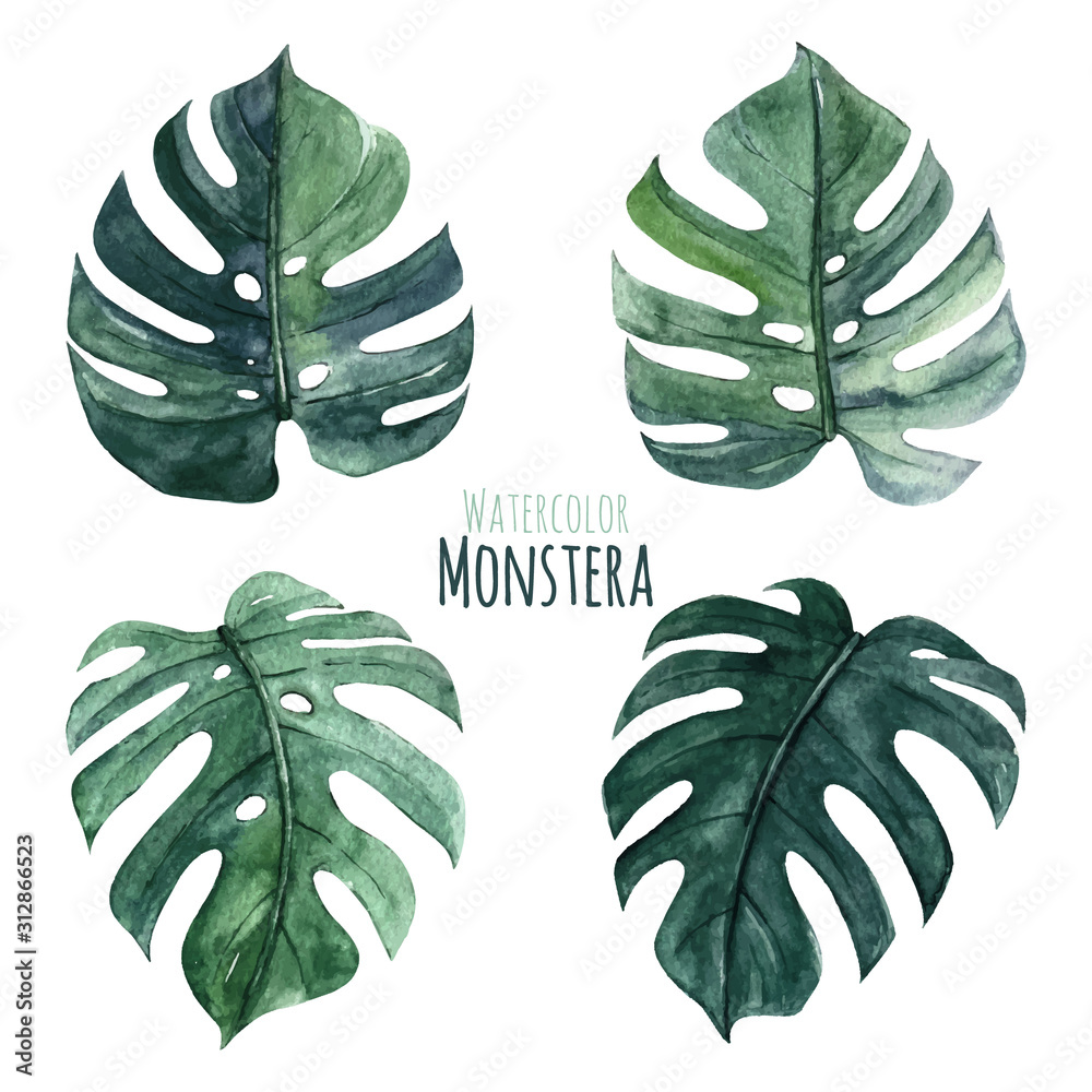 Lovely monstera leaves, watercolor floral clipart Stock Vector | Adobe Stock