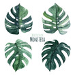 Lovely monstera leaves, watercolor floral clipart
