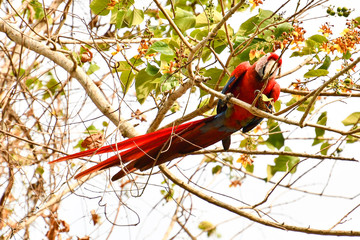 Wall Mural - bird on a branch, photo as a background