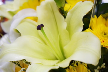 Canvas Print - Beautiful White Lily flower bouquet Close up