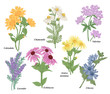 Medicinal herbs collection. Chamomile, Calendula, Echinacea, Valerian, Lavender, Arnica montana, Chicory flowers. Vector illustration botanical. Colorful engraved style.