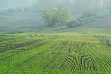 Canvas Print - Agricultural field with green shoots of plants